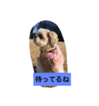 シーズー犬ココの日常（個別スタンプ：10）