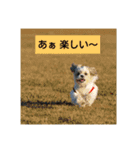 シーズー犬ココの日常（個別スタンプ：16）