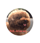 U-style 犬スタンプ（個別スタンプ：1）