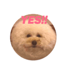 U-style 犬スタンプ（個別スタンプ：2）
