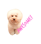 U-style 犬スタンプ（個別スタンプ：8）