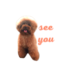 U-style 犬スタンプ（個別スタンプ：11）