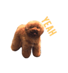 U-style 犬スタンプ（個別スタンプ：13）