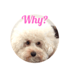 U-style 犬スタンプ（個別スタンプ：15）