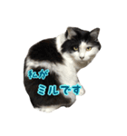 ミルと仲間達（個別スタンプ：1）