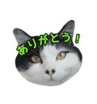 ミルと仲間達（個別スタンプ：4）