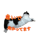 ミルと仲間達（個別スタンプ：13）