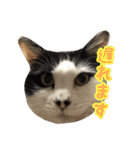 ミルと仲間達（個別スタンプ：15）