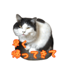 ミルと仲間達（個別スタンプ：17）