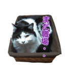 ミルと仲間達（個別スタンプ：18）