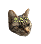 ミルと仲間達（個別スタンプ：31）