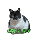 ミルと仲間達（個別スタンプ：39）