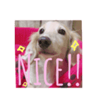 天使のマシュマロちゃん（個別スタンプ：12）