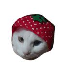 猫の日常です。（個別スタンプ：2）