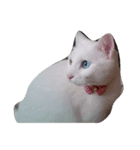 猫の日常です。（個別スタンプ：4）