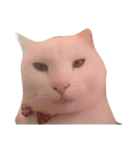 猫の日常です。（個別スタンプ：5）