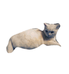 猫の日常です。（個別スタンプ：6）