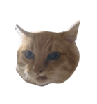 猫の日常です。（個別スタンプ：7）