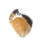 猫の日常です。（個別スタンプ：8）