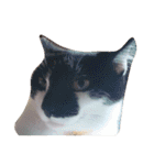 猫の日常です。（個別スタンプ：9）