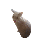 猫の日常です。（個別スタンプ：10）