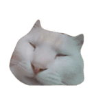猫の日常です。（個別スタンプ：11）