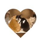 猫の日常です。（個別スタンプ：12）