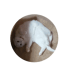 猫の日常です。（個別スタンプ：13）