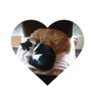 猫の日常です。（個別スタンプ：14）