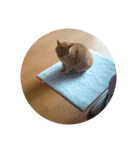 猫の日常です。（個別スタンプ：15）