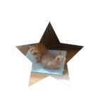猫の日常です。（個別スタンプ：16）