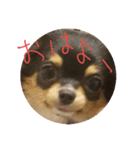 くーちゃん写真スタンプ（個別スタンプ：1）