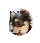 くーちゃん写真スタンプ（個別スタンプ：5）