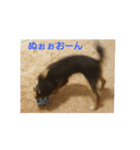 くーちゃん写真スタンプ（個別スタンプ：7）