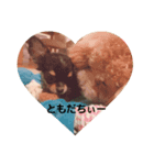 くーちゃん写真スタンプ（個別スタンプ：8）