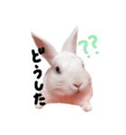 僕はミミ（個別スタンプ：9）