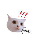 Ann is cat(life)（個別スタンプ：1）