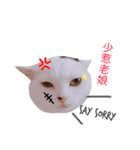 Ann is cat(life)（個別スタンプ：2）