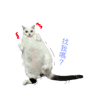 Ann is cat(life)（個別スタンプ：3）