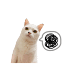Ann is cat(life)（個別スタンプ：4）