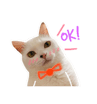 Ann is cat(life)（個別スタンプ：5）
