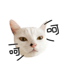 Ann is cat(life)（個別スタンプ：6）