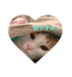 テトとミヤビ（個別スタンプ：1）