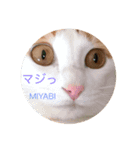 テトとミヤビ（個別スタンプ：2）