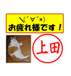 はんこだポン上田様用、顔文字と猫写真付（個別スタンプ：34）