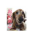ミニチュアダックススタンプ〜日常生活編〜（個別スタンプ：2）