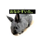 グレーうさぎ（個別スタンプ：1）