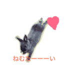 グレーうさぎ（個別スタンプ：4）