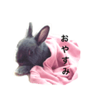 グレーうさぎ（個別スタンプ：5）