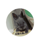 グレーうさぎ（個別スタンプ：7）